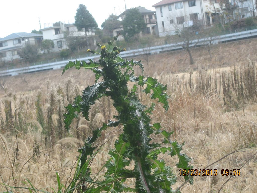 おにのげし